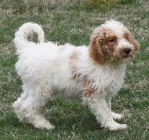 Shotzy- Male Goldendoodle 16 weeks