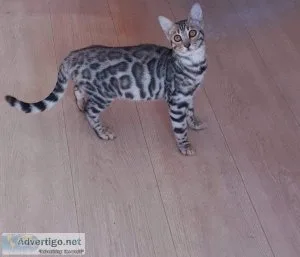 Bring Healthy Bengal Kittens Home - Willow Dream Bengals