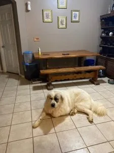 Puppies in Need of Good Home