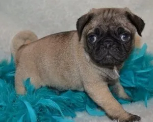 AKC reg. Pug puppies for sale