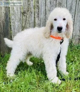 Buttermilk poodle