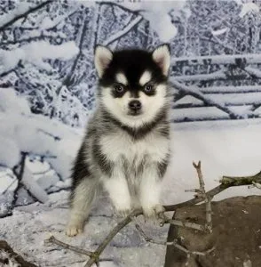 Registered Male And Female Pomsky Puppies