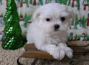 Pure White Maltese Puppies