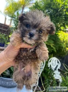 Tiny Teacup MaltiPoo Designer male puppy - MILAN