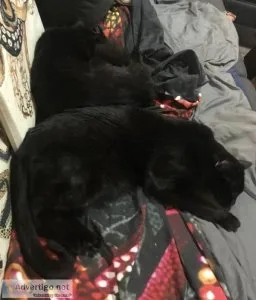 FREE 3 Moth Old Kittens With Litter and Boxes Can Deliver