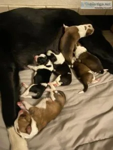 Puppies for Sale