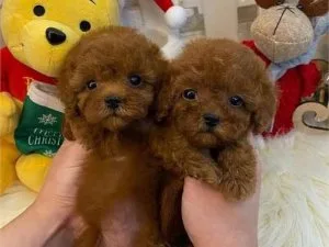 Red toy poodle
