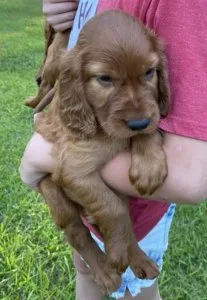 AKC Irish Setter puppies
