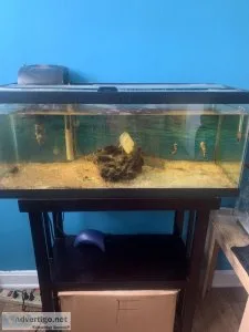 Saltwater fish tank and stand