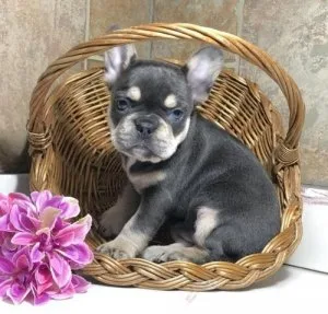 chocolate cream and fluffy French Bulldog.