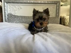 Yorkie puppies for sale