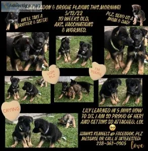 AKC GERMAN SHEPHERD PUPPIES