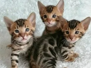 Male and Female Available