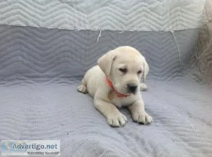 Mia Lab