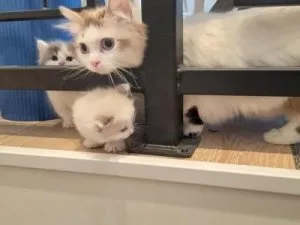 Male N Female Munchkin Kittens