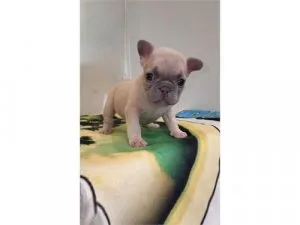 Akc French bulldogs