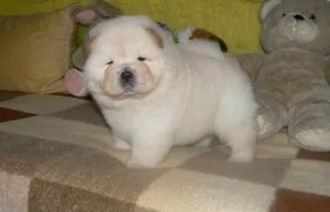 Chow Chow Puppies For Rehoming