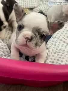 Fench Bulldog puppies