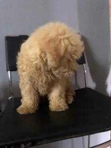 Golden Maltipoo Puppy