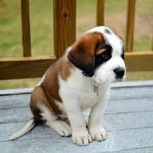 SAINT BERNARD...7300930479