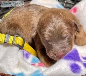 Aussiedoodle puppy