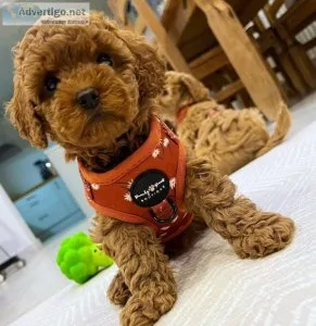 Lovely Cavapoo Puppies for Adoption