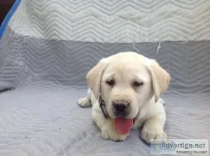 Bea lab