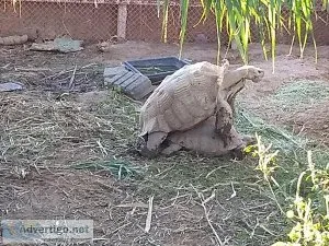 AFRICAN SPURRED TORTOISE   ( SULCATA)