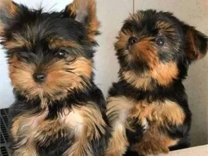 Adorable yorkies pups