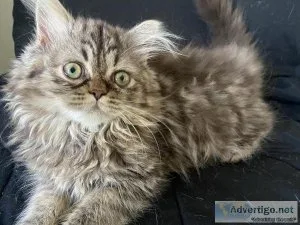 Persian