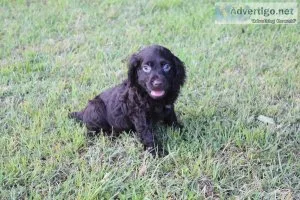 CKC Boykin Spaniel