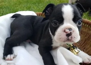Boston Terrier Puppies For Adoption