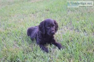 Boykin Spaniel