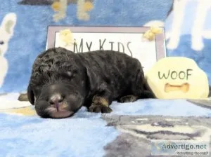 AKC Standard Poodle