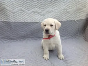 Dan Labrador Retriever