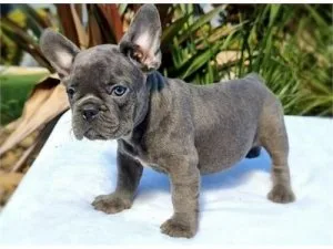 Blue Pied Frenchies Akc