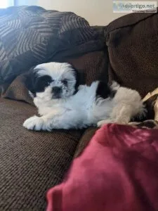 Shih Tzu Puppies