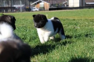 Purebred Female AKC Akita Puppy.