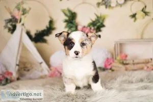 Female Pembroke Welsh Corgi Puppies.