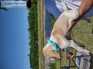 BEAUTIFUL LITTLE ( BEAGLE ) PUPPIES ARE HERE 2022  ( NO PAPERS )