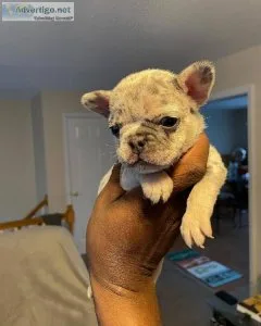 Blue tan Merle female French Bulldog Puppy.