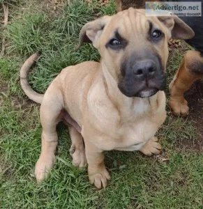 Bullmastiff Mix 12 weeks old