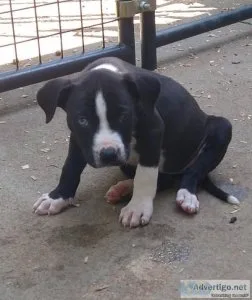Bully pups 2 females
