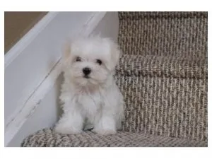 Playful Maltese puppies
