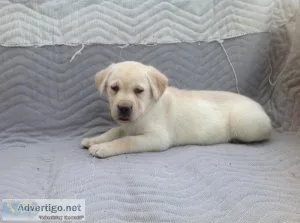 Ben Labrador Retriever
