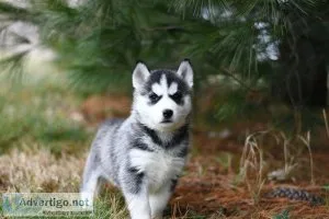 SYBERIAN HUSKY....7300930479