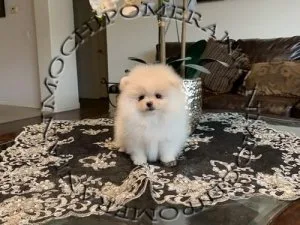 AKC Female POMERANIAN
