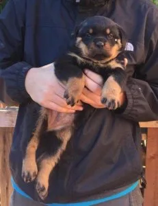 AKc Chunky Rottweiler Pups Sale