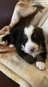 AKC Registered Bernese Mountain Dog Puppie