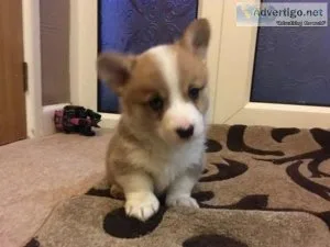Available Corgi puppies ready now